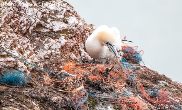 Urge una legge per salvare l'ambiente marino. Comunicato-appello di 